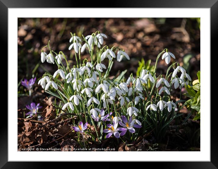 First signs of Spring Framed Mounted Print by Steve Hughes