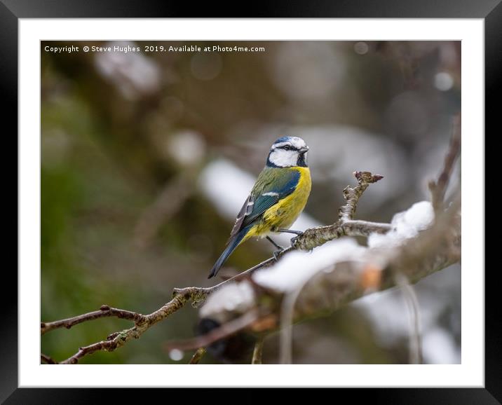 Winter Blue tit Framed Mounted Print by Steve Hughes