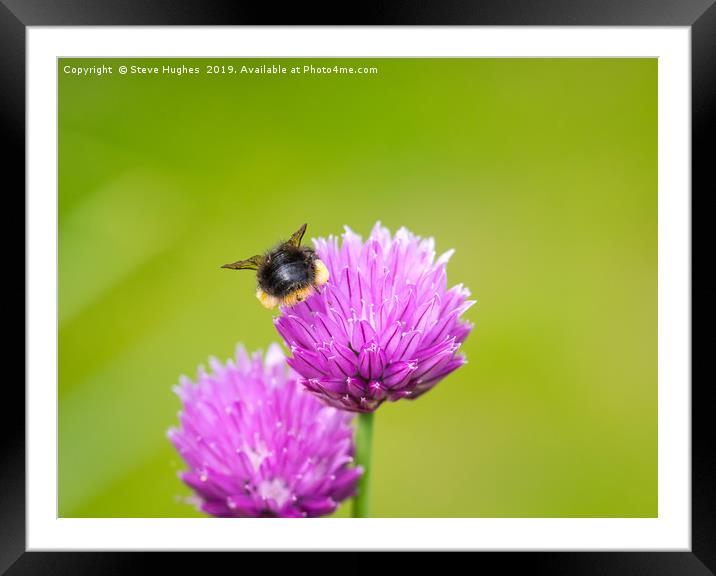 Beehind on a chive flower Framed Mounted Print by Steve Hughes