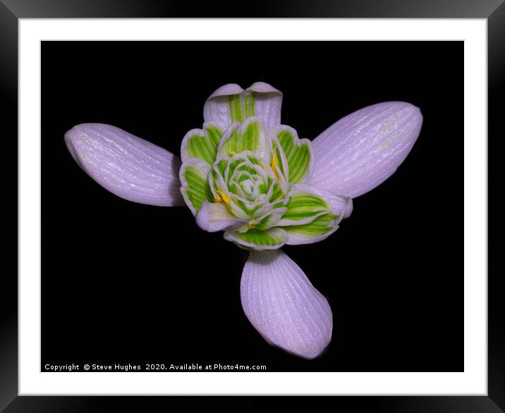 Single Snowdrop flower Framed Mounted Print by Steve Hughes