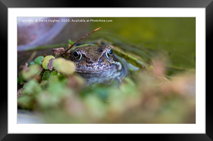A frog at the waters edge Framed Mounted Print by Steve Hughes