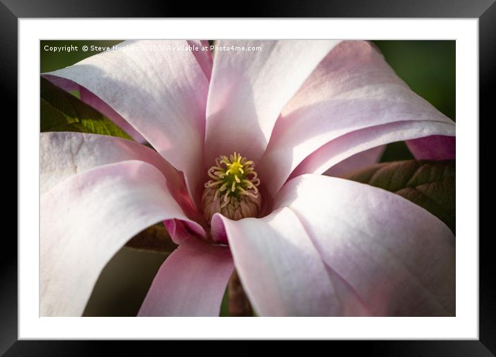 Magnificent Magnolia flower Framed Mounted Print by Steve Hughes