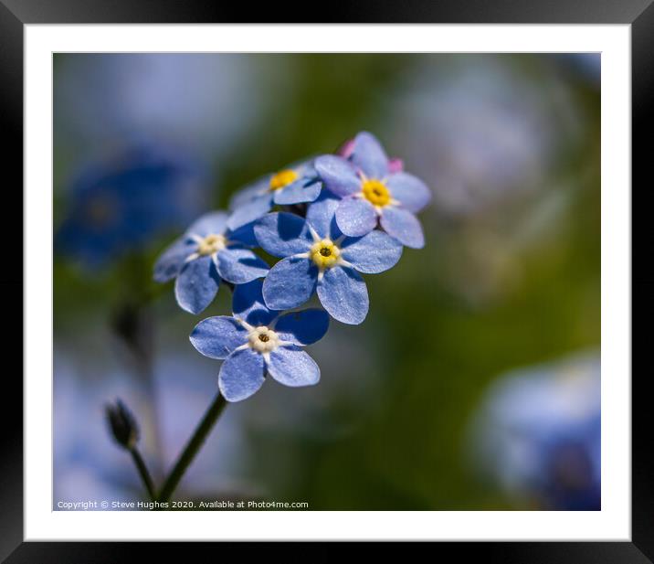 Forget-me-not macro Framed Mounted Print by Steve Hughes