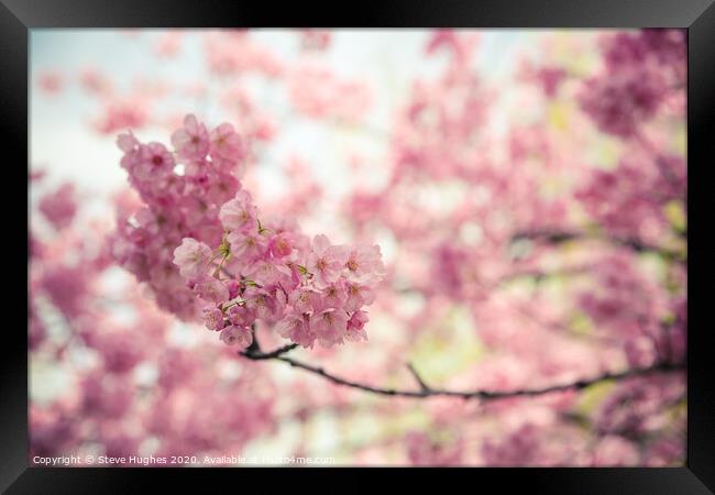 Pink cherry blossom Framed Print by Steve Hughes