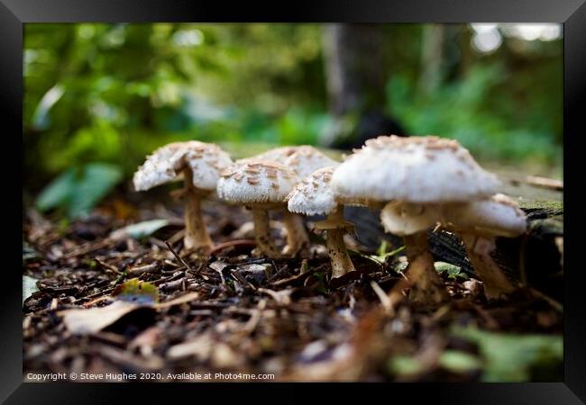 Fungi in the garden Framed Print by Steve Hughes