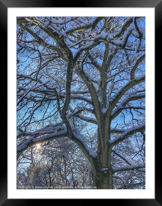 Snow on branches of a tree Framed Mounted Print by Steve Hughes