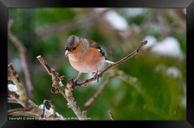 Chaffinch perched on a tree branch Framed Print by Steve Hughes