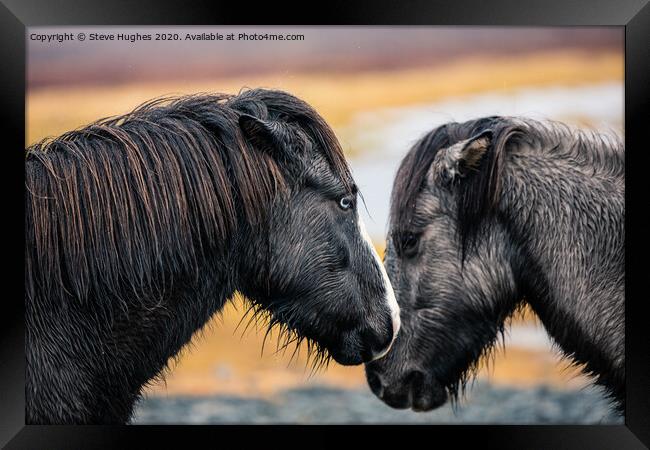 Two Icelandic Horses Framed Print by Steve Hughes