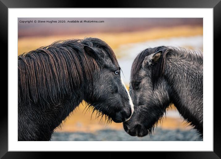Two Icelandic Horses Framed Mounted Print by Steve Hughes