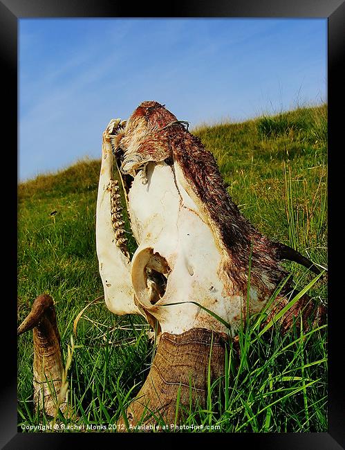 Animal Skull Framed Print by Rachel Monks