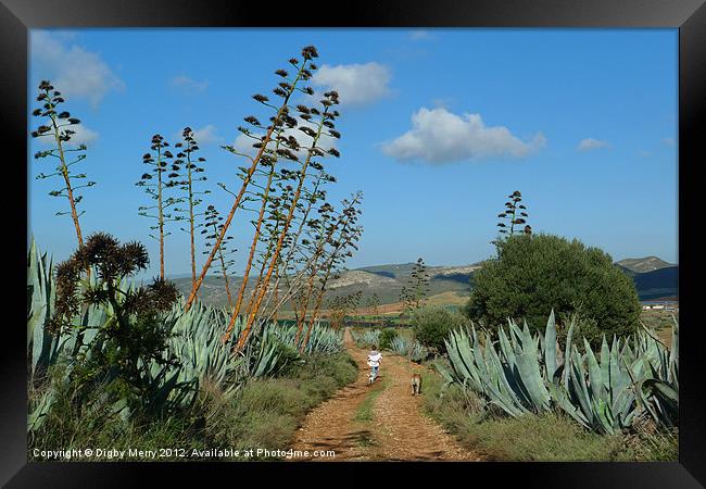 A walk through the agave Framed Print by Digby Merry