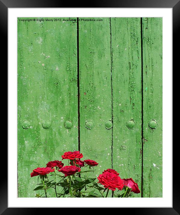 Red roses green door Framed Mounted Print by Digby Merry