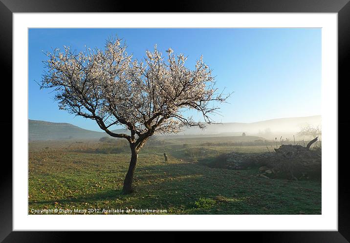 Misty morning Framed Mounted Print by Digby Merry