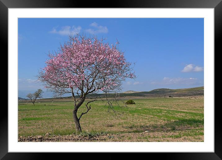Pink blossom Framed Mounted Print by Digby Merry