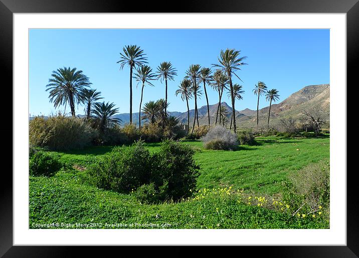Palms and buttercups Framed Mounted Print by Digby Merry