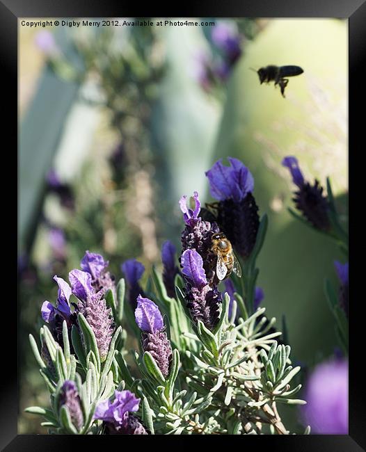 Lavender and bees Framed Print by Digby Merry