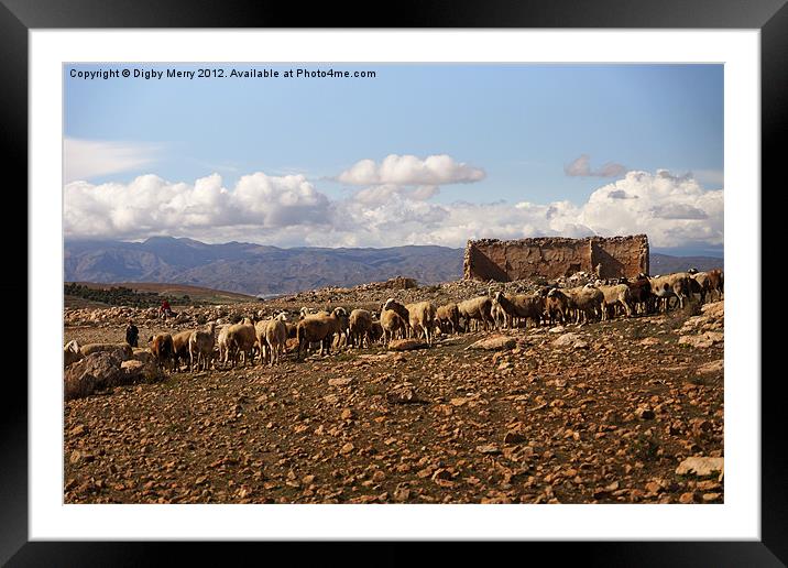 Goats and ruin Framed Mounted Print by Digby Merry