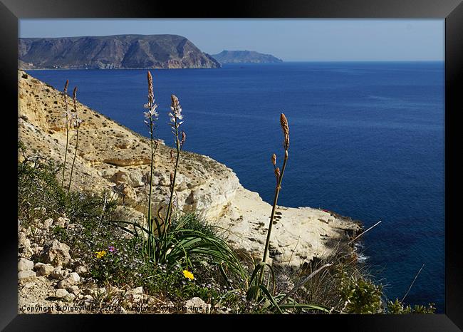 Cliffs with asphodels Framed Print by Digby Merry