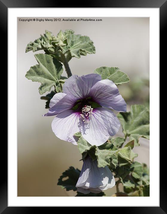 Mallow Framed Mounted Print by Digby Merry