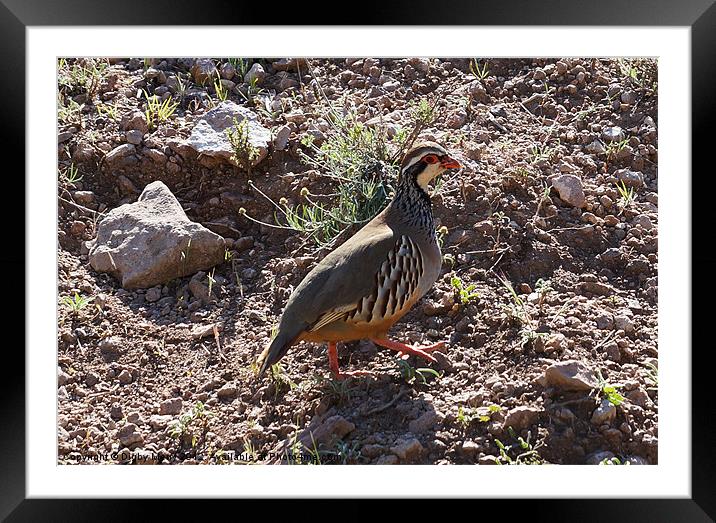 Wild partridge Framed Mounted Print by Digby Merry