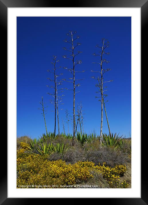 Vivid colours Framed Mounted Print by Digby Merry