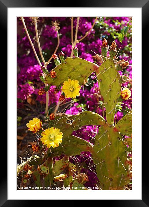 Chumbos and Bougainvillea Framed Mounted Print by Digby Merry