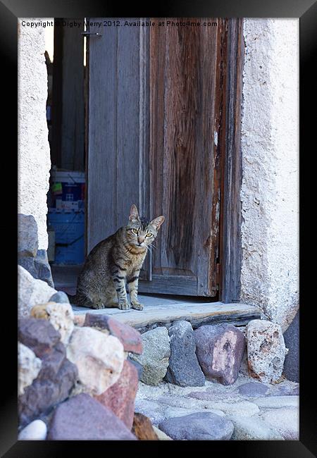 Cat in doorway Framed Print by Digby Merry