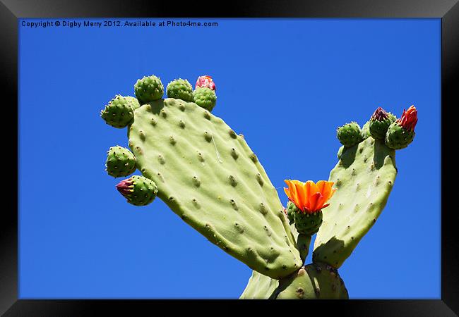 Prickly Pear Framed Print by Digby Merry