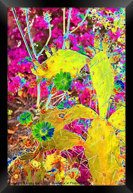 Cactus & Bougainvillea Framed Print by Digby Merry