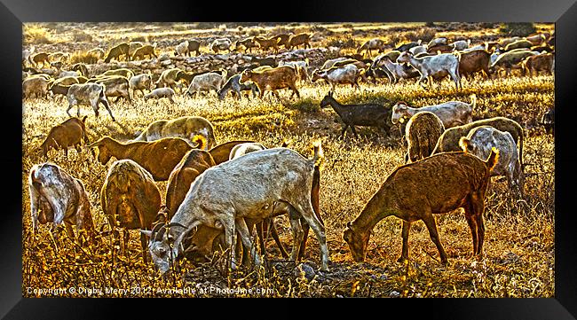 Goats Grazing Framed Print by Digby Merry