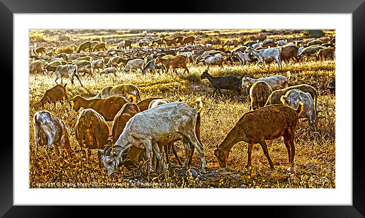 Goats Grazing Framed Mounted Print by Digby Merry
