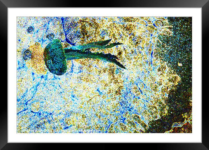 Jellyfish in a rockpool Framed Mounted Print by Digby Merry