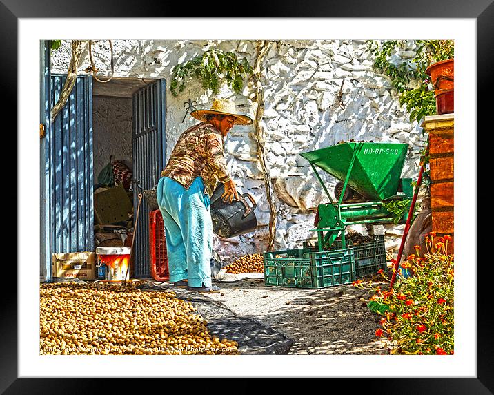Working with almonds Framed Mounted Print by Digby Merry