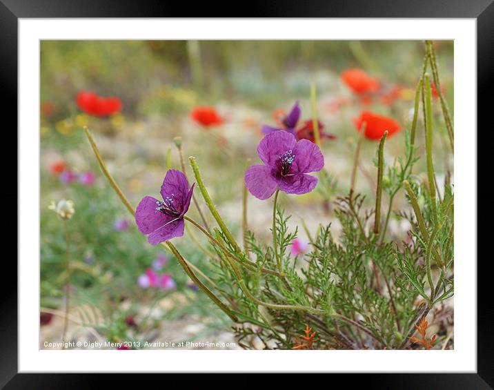 Purple poppies Framed Mounted Print by Digby Merry