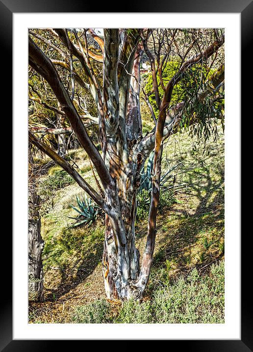 Eucalyptus tree Framed Mounted Print by Digby Merry