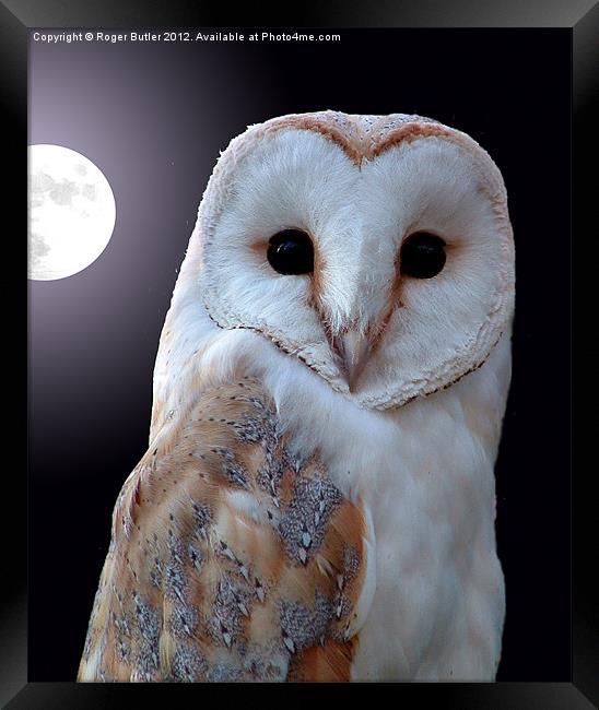 Barn Owl by Full Moon Framed Print by Roger Butler