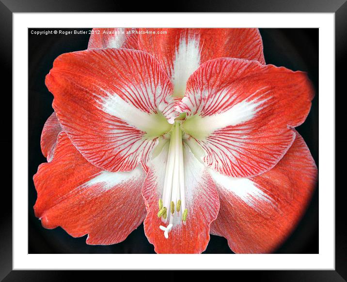 Amaryllis Flower Framed Mounted Print by Roger Butler