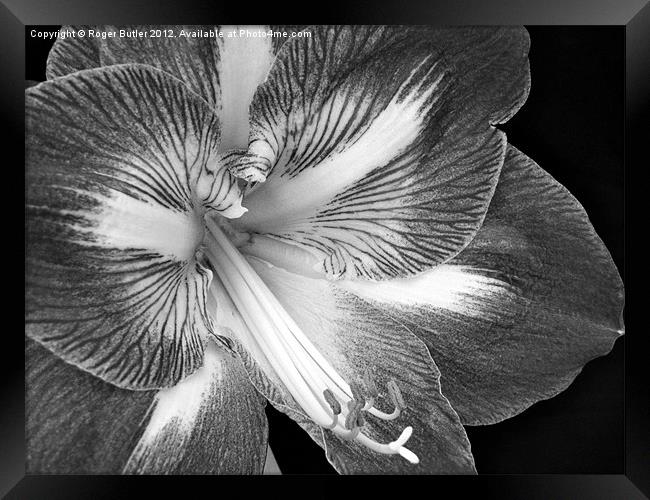 Amaryllis Closeup Black & White Framed Print by Roger Butler