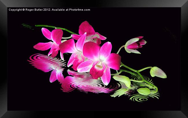 Fallen Orchid Framed Print by Roger Butler