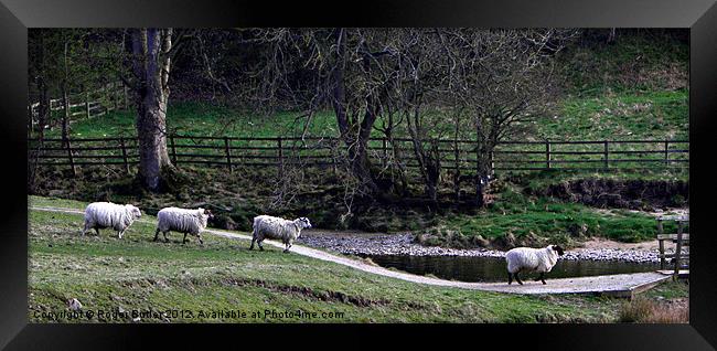 It's a Ewe Queue ! Framed Print by Roger Butler