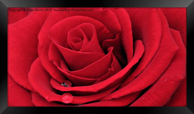 Red Rose Horizontal Framed Print by Roger Butler