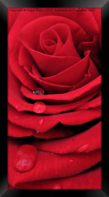Red Rose Vertical Framed Print by Roger Butler
