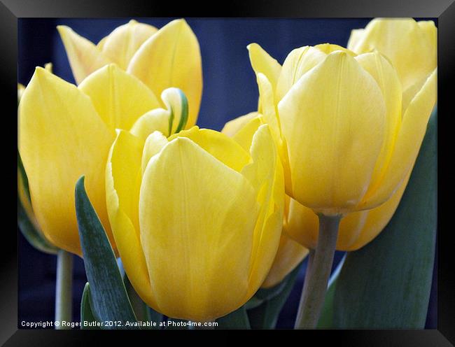 Yellow Tulips - Side View Framed Print by Roger Butler