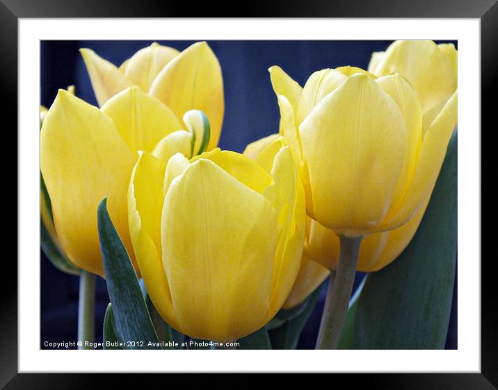 Yellow Tulips - Side View Framed Mounted Print by Roger Butler