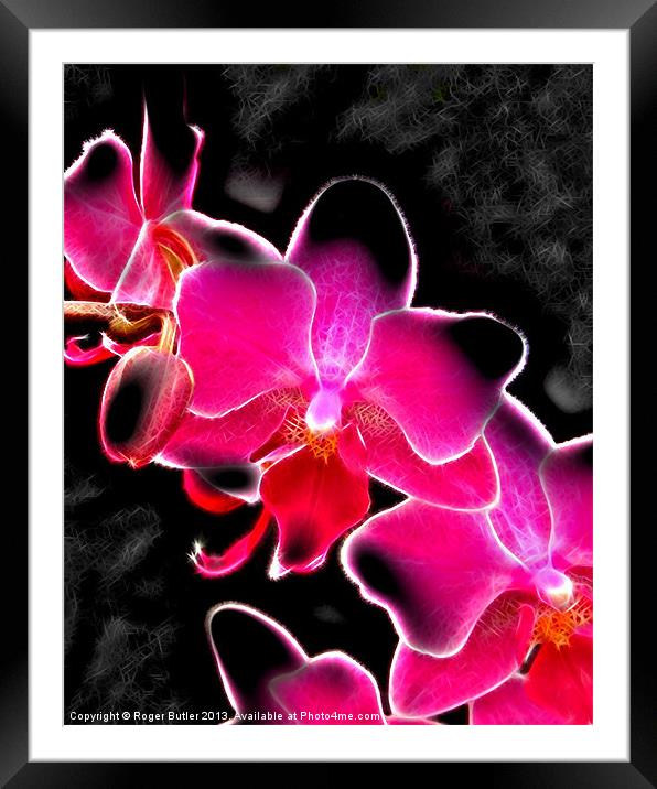 Neon Orchid Framed Mounted Print by Roger Butler