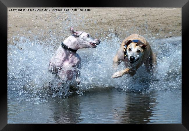 Lurchers Racing Through the Shallows Framed Print by Roger Butler