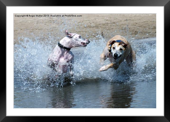 Lurchers Racing Through the Shallows Framed Mounted Print by Roger Butler