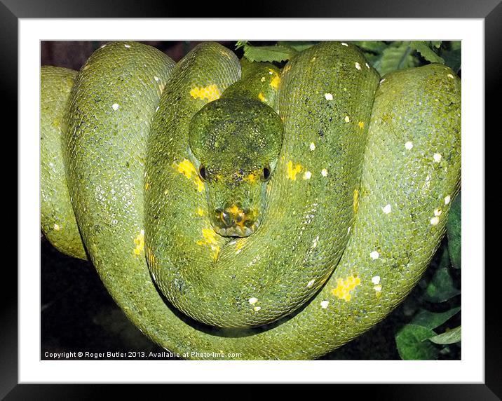 Green Tree Python Framed Mounted Print by Roger Butler