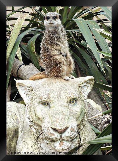 Lion Lookout ! Framed Print by Roger Butler