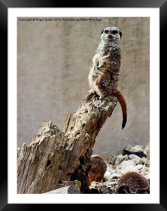 Meerkat Guard Framed Mounted Print by Roger Butler